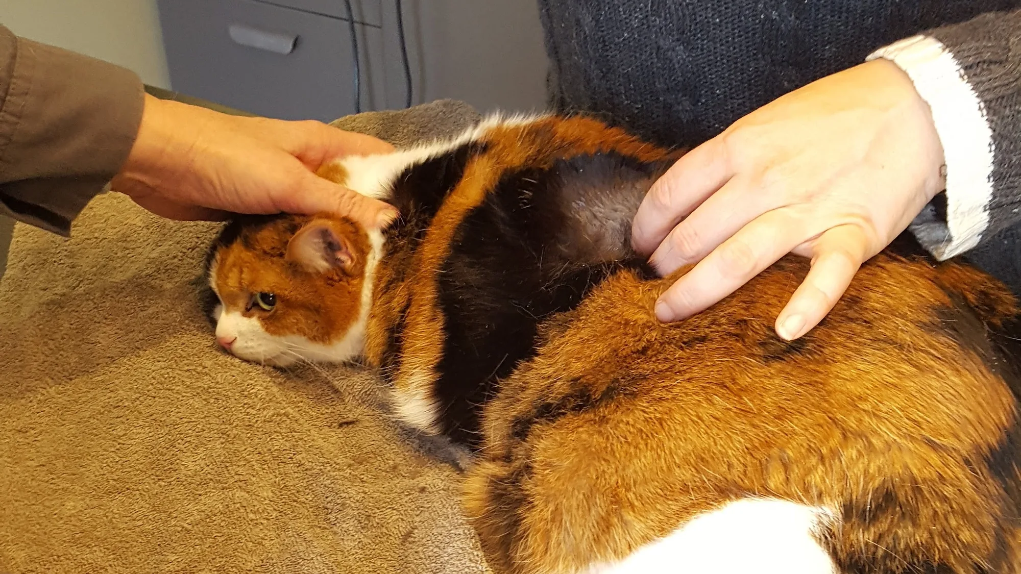 A Bridges veterinarian gently steadying a calm calico cat on a towel during an exam, with a second pair of hands supporting the cat