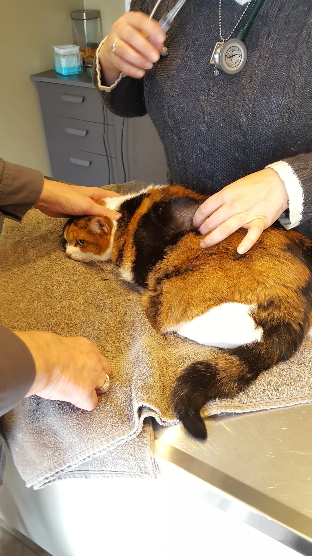 A Bridges veterinarian in a cable-knit sweater and stethoscope gently examining a calico cat on a soft towel over the exam table, while a second pair of hands keeps the cat calm