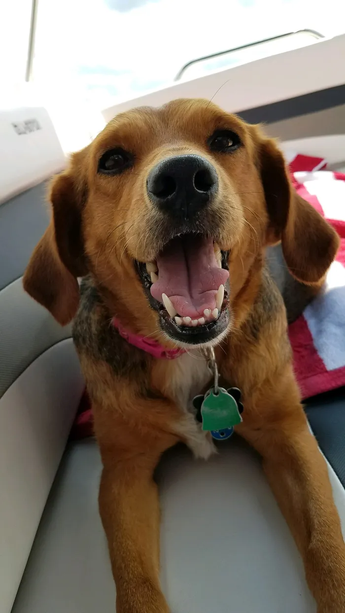 A beagle-hound mix grinning happily on a boat seat