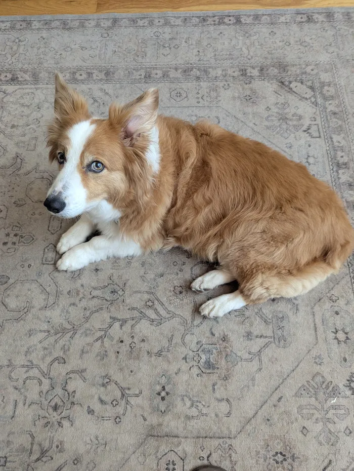 A fluffy red-and-white collie-type dog lying on a patterned rug