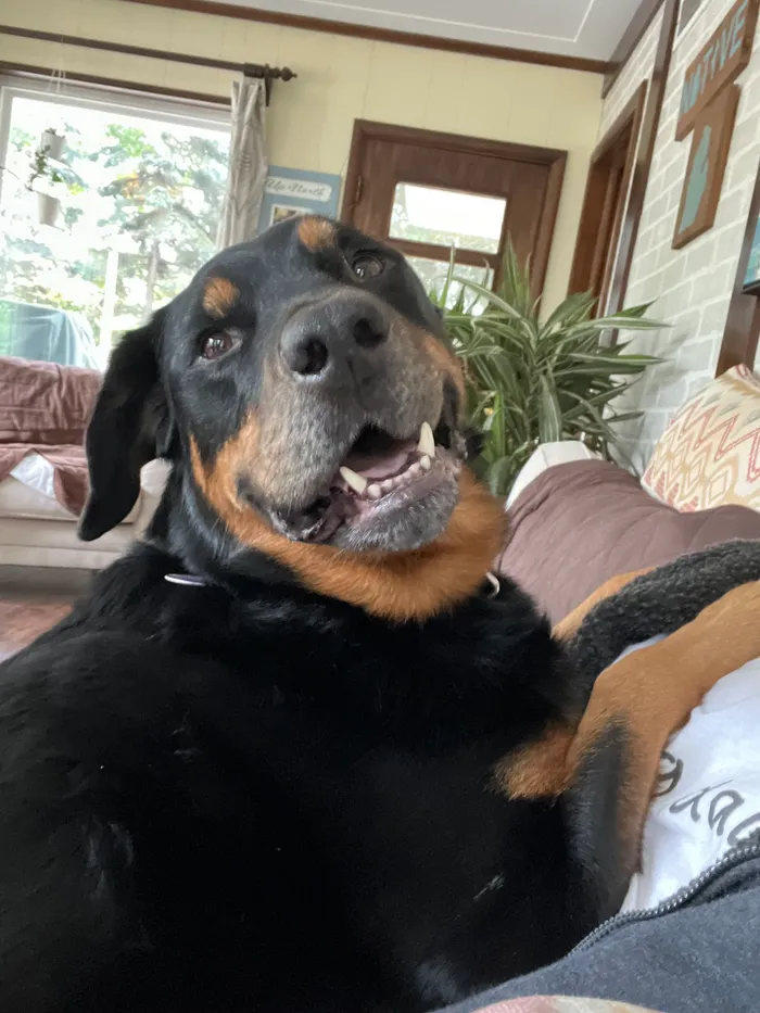 A happy black-and-tan dog grinning on a living-room couch