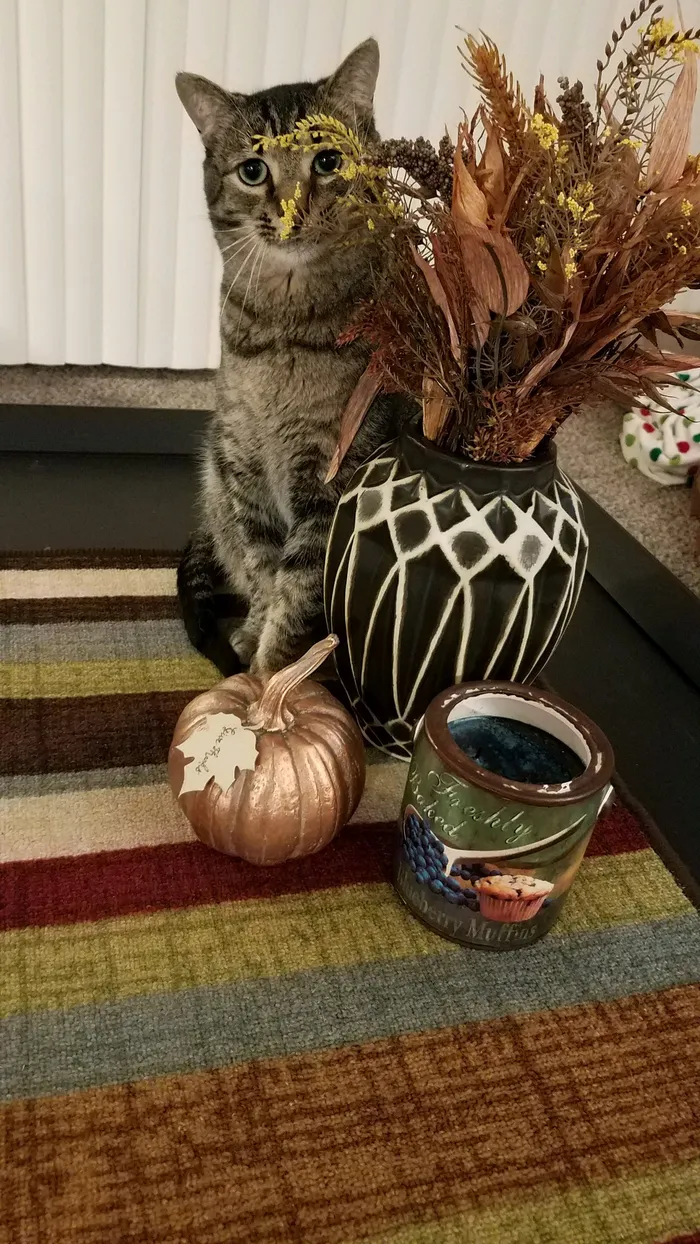 A tabby cat sitting beside an autumn decor vignette at home